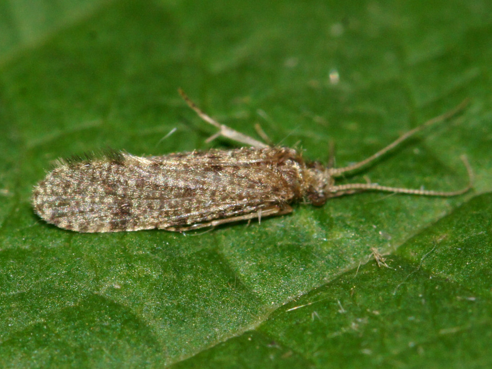 Bild Nr.0070 zum Vergrößern klicken Bild Nr.0070