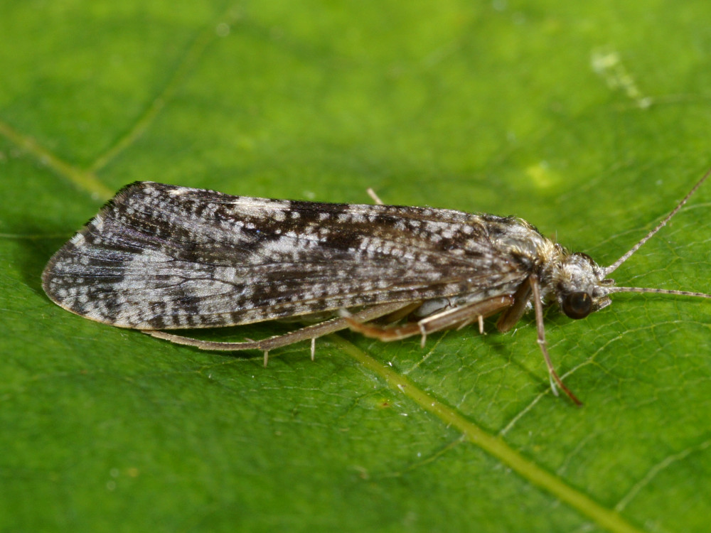 Bild Nr.0230 zum Vergrößern klicken Bild Nr.0230