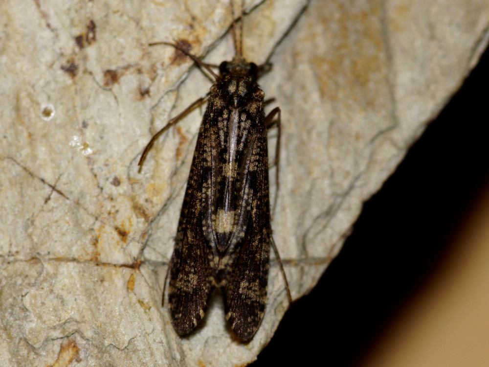 Bild Nr.0230 zum Vergrößern klicken Bild Nr.0230