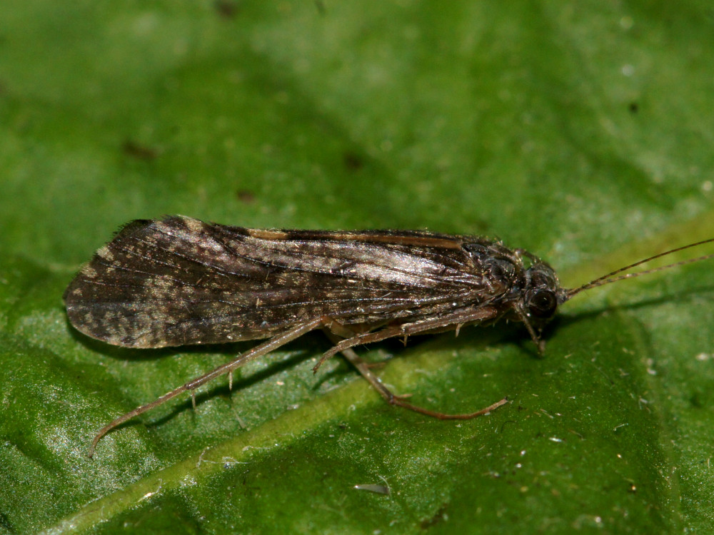 Bild Nr.0230 zum Vergrößern klicken Bild Nr.0230