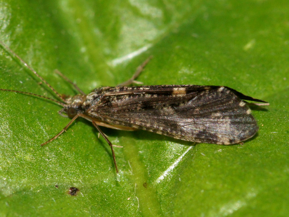 Bild Nr.0230 zum Vergrößern klicken Bild Nr.0230