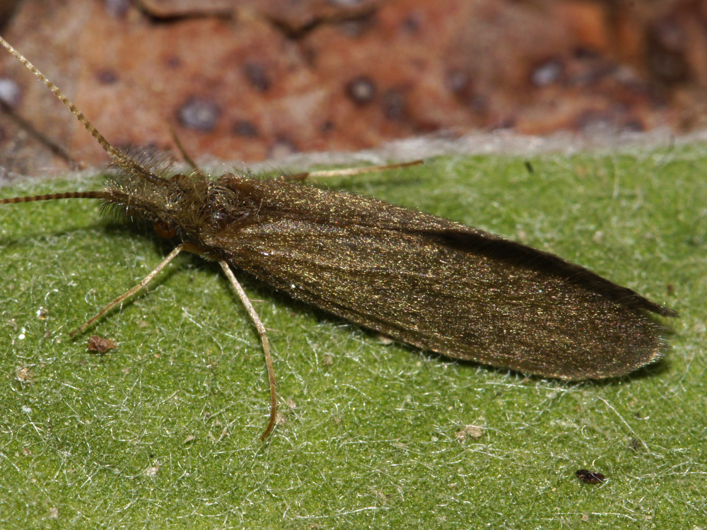 Bild Nr.0470 zum Vergrößern klicken Bild Nr.0470