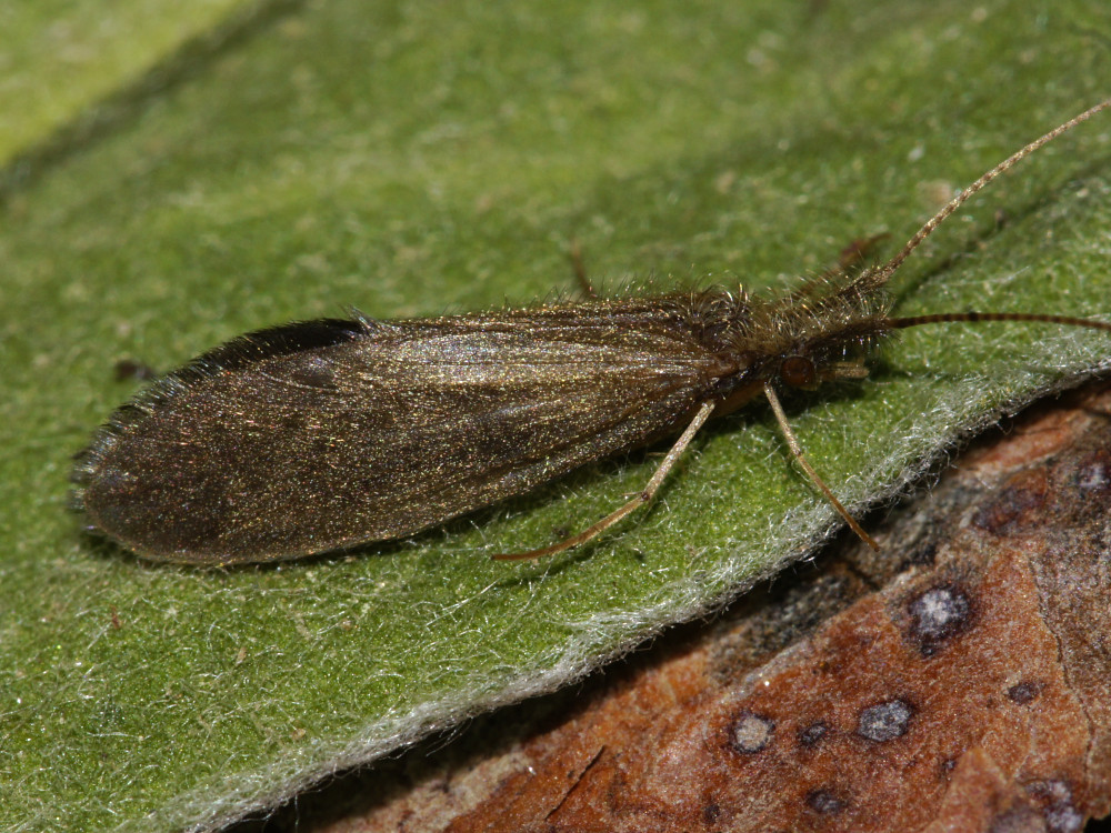 Bild Nr.0470 zum Vergrößern klicken Bild Nr.0470