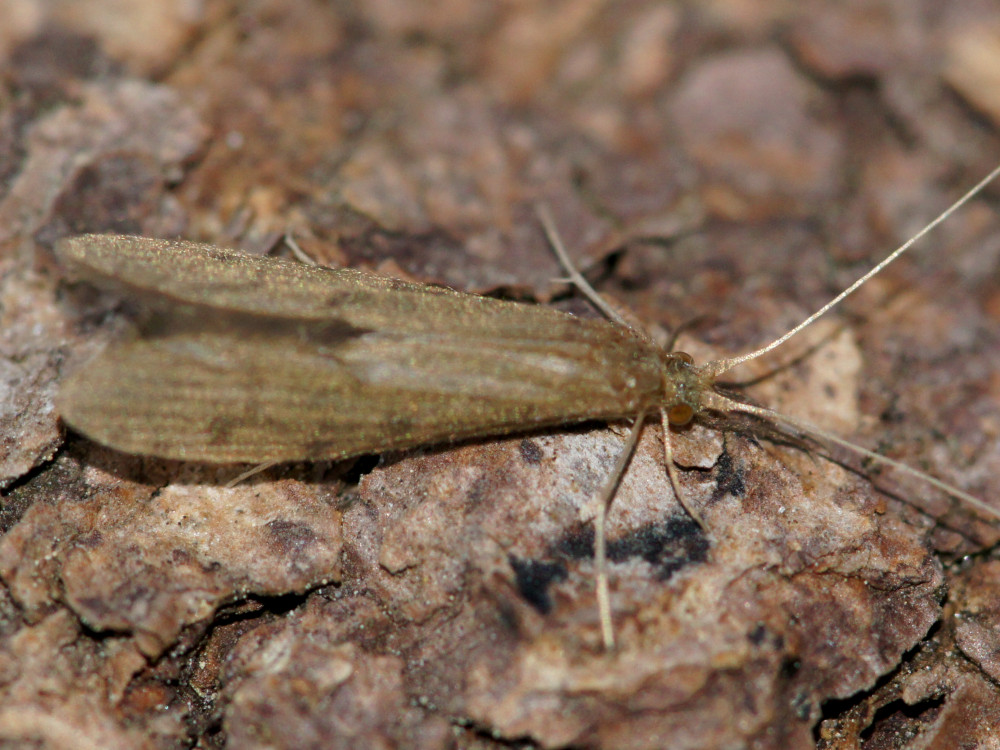 Bild Nr.0670 zum Vergrößern klicken Bild Nr.0670