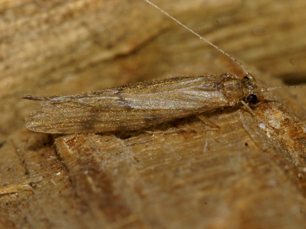 Bild Nr.0670 zum Vergrößern klicken Bild Nr.0670