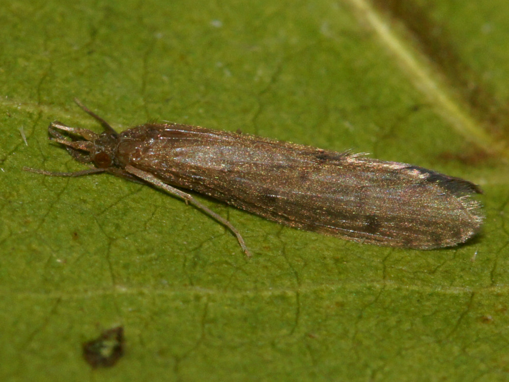 Bild Nr.0670 zum Vergrößern klicken Bild Nr.0670