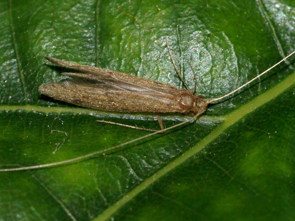 Bild Nr.0670 zum Vergrößern klicken Bild Nr.0670