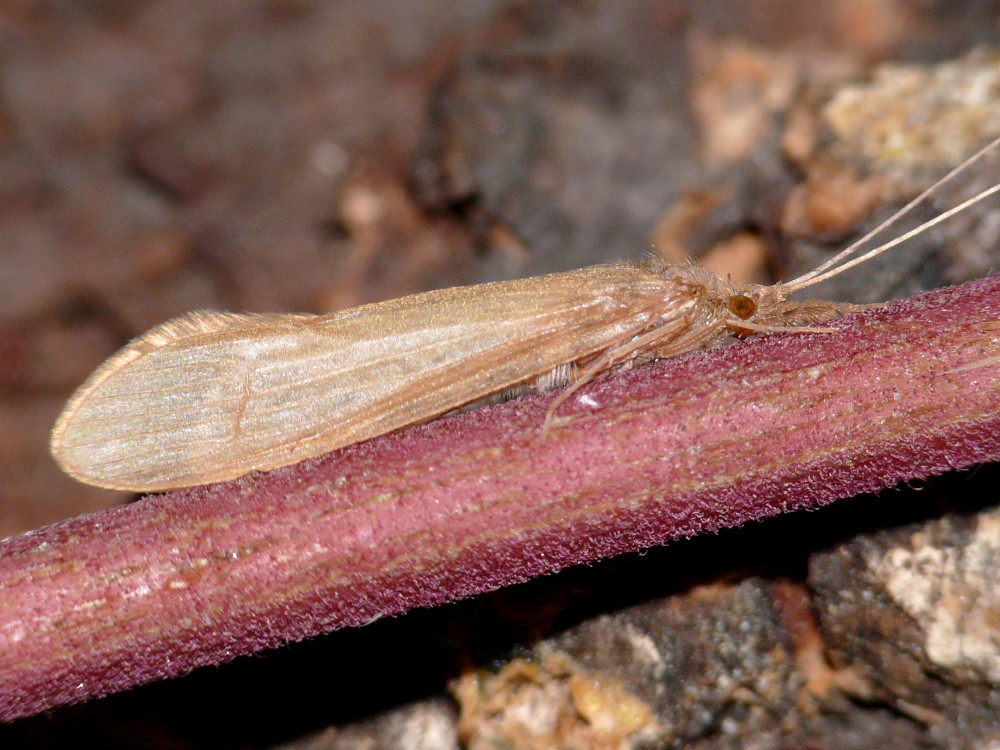 Bild Nr.0690 zum Vergrößern klicken Bild Nr.0690