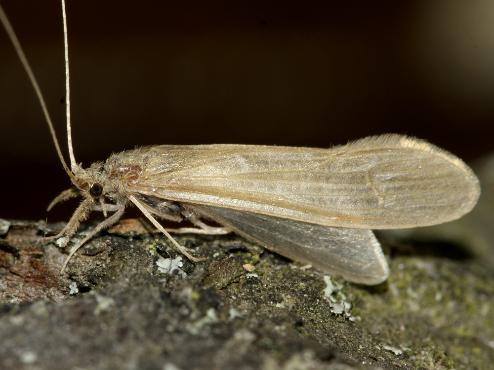 Bild Nr.0690 zum Vergrößern klicken Bild Nr.0690