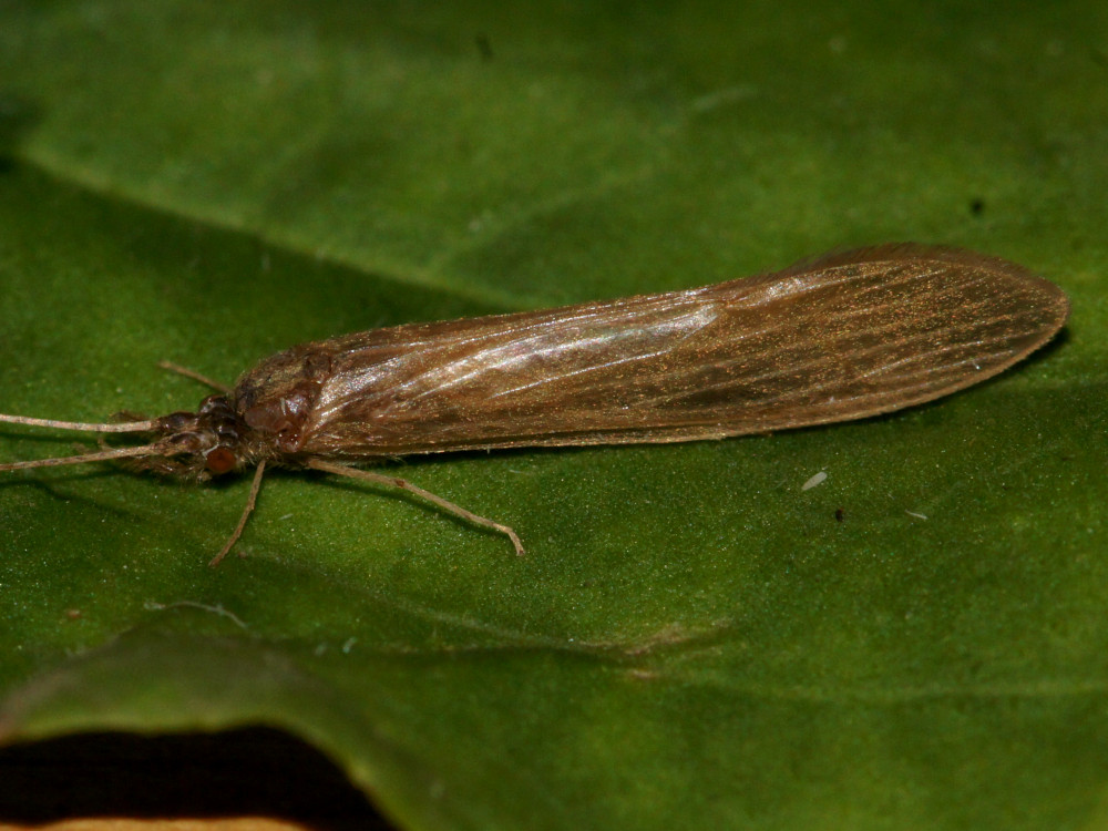 Bild Nr.0690 zum Vergrößern klicken Bild Nr.0690