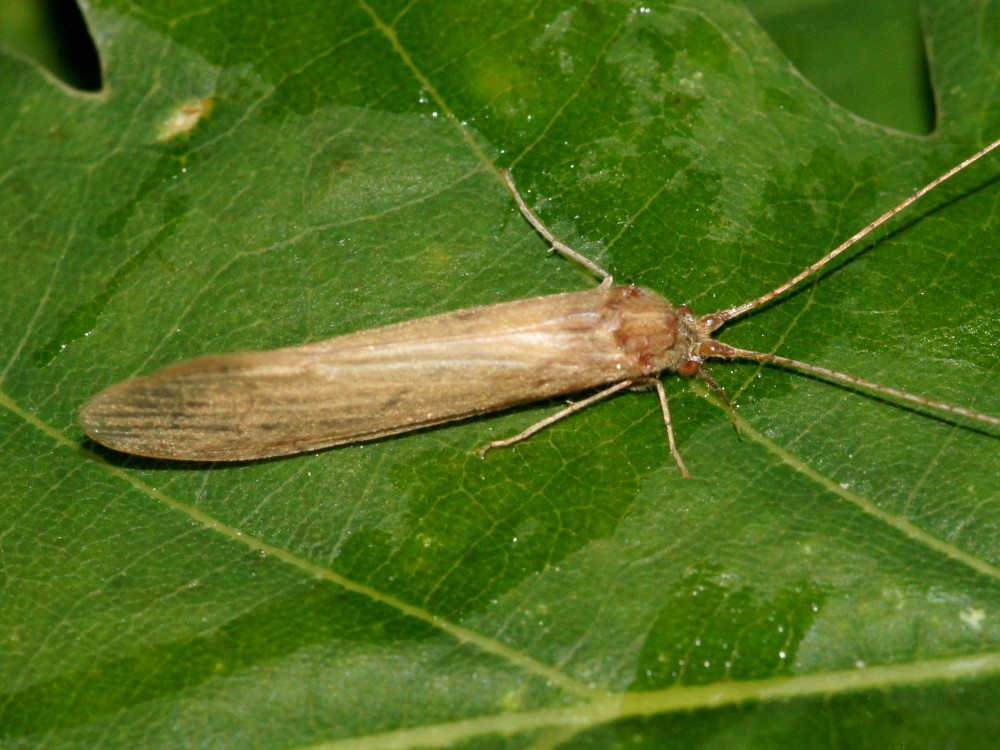 Bild Nr.0690 zum Vergrößern klicken Bild Nr.0690