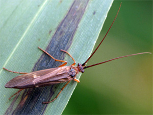 Bild Nr.0800 zum Vergrößern klicken Bild Nr.0800