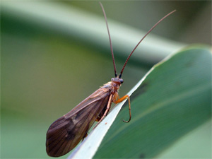 Bild Nr.0800 zum Vergrößern klicken Bild Nr.0800