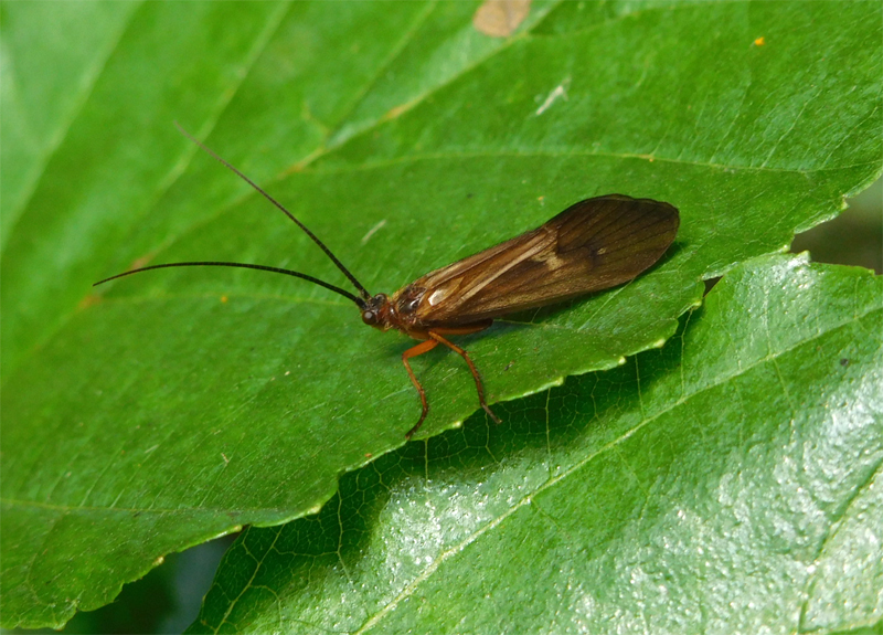 Bild Nr.0800 zum Vergrößern klicken Bild Nr.0800