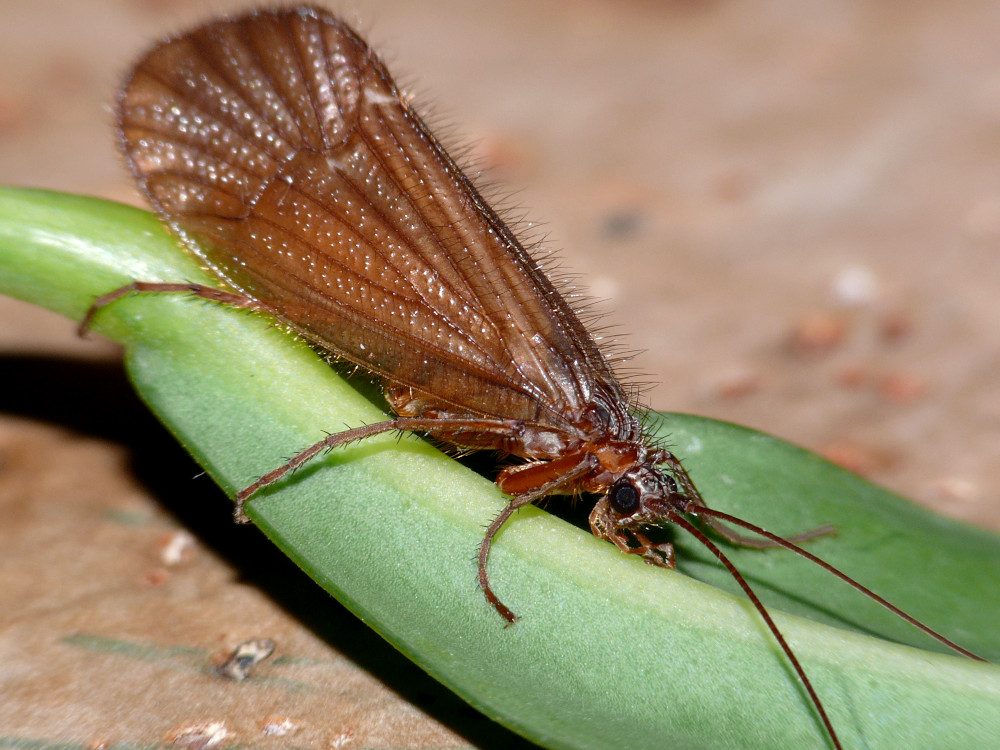 Bild Nr.0810 zum Vergrößern klicken Bild Nr.0810