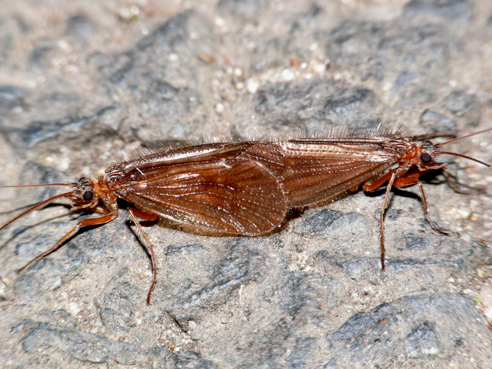 Bild Nr.0810 zum Vergrößern klicken Bild Nr.0810