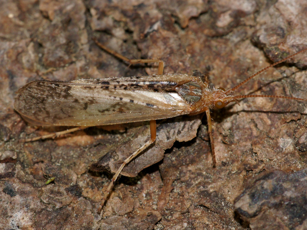 Bild Nr.0990 zum Vergrößern klicken Bild Nr.0990