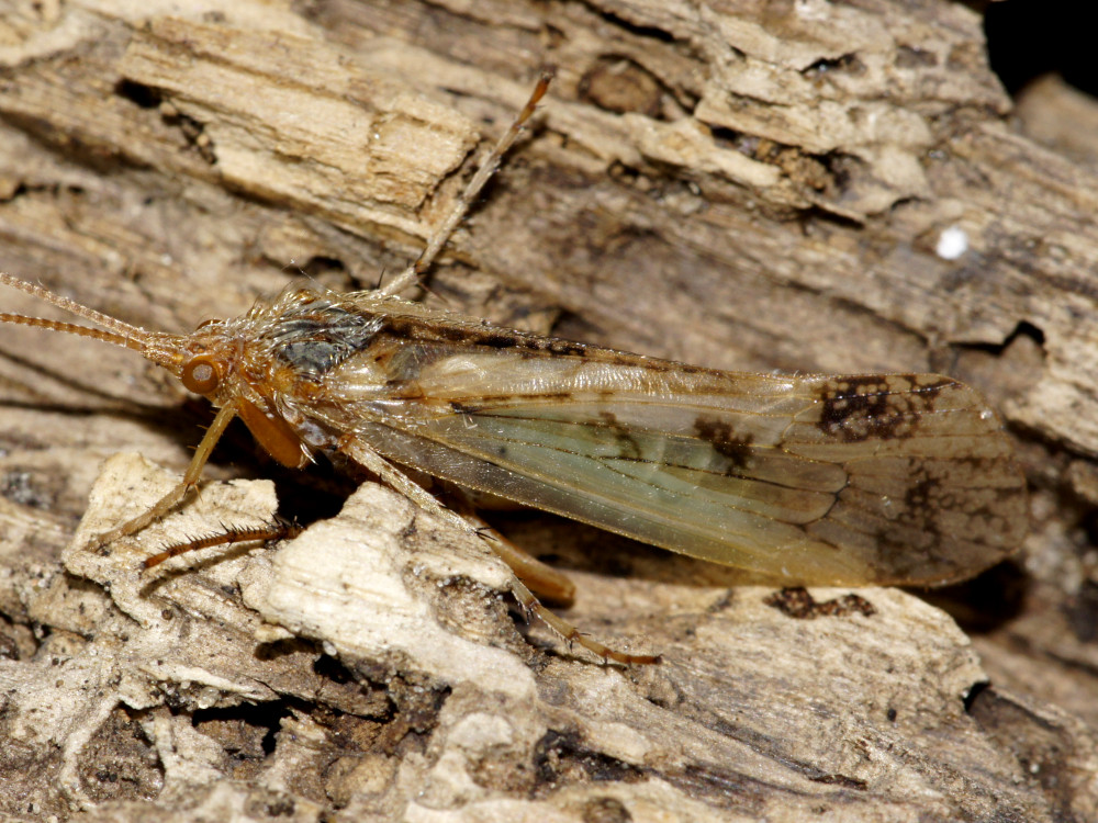 Bild Nr.0990 zum Vergrößern klicken Bild Nr.0990
