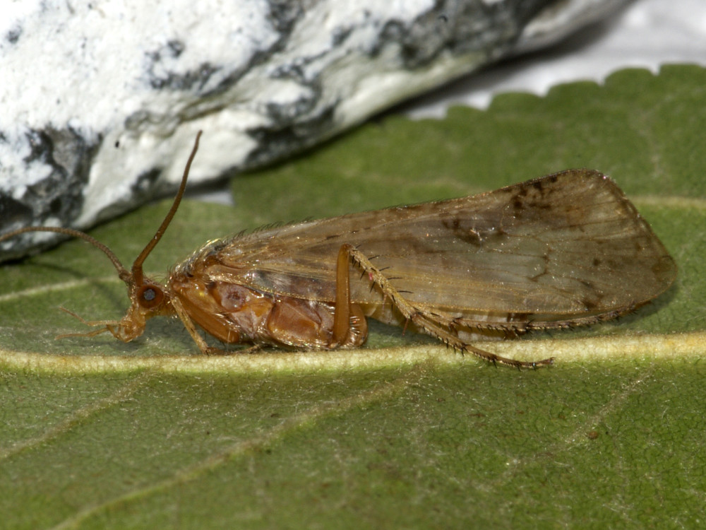 Bild Nr.0990 zum Vergrößern klicken Bild Nr.0990