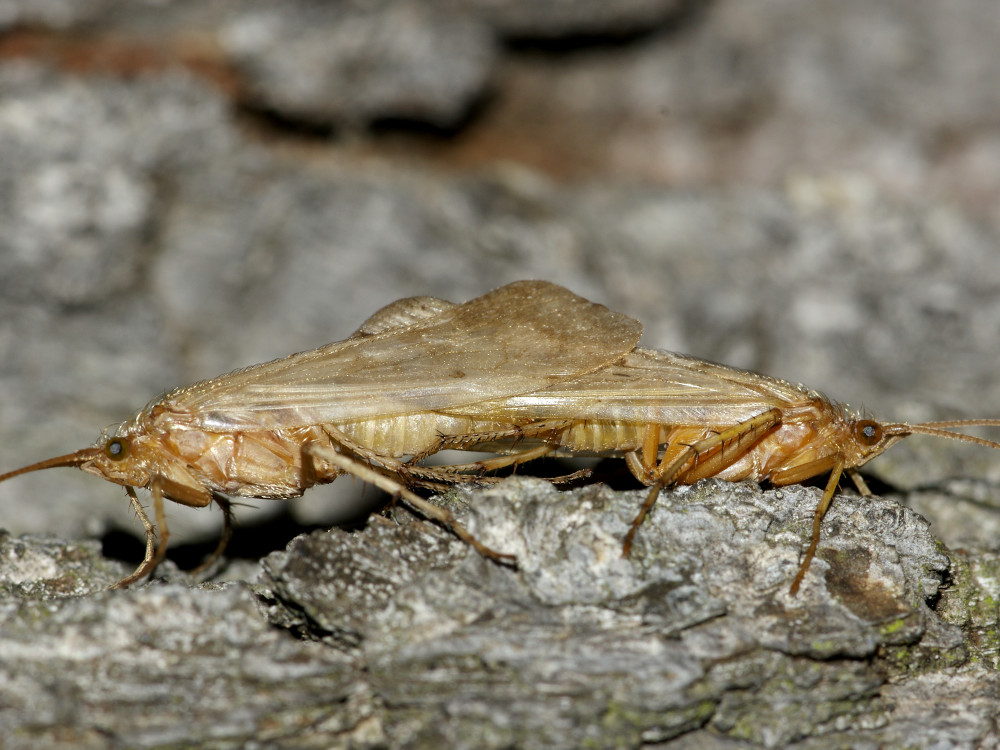 Bild Nr.0990 zum Vergrößern klicken Bild Nr.0990