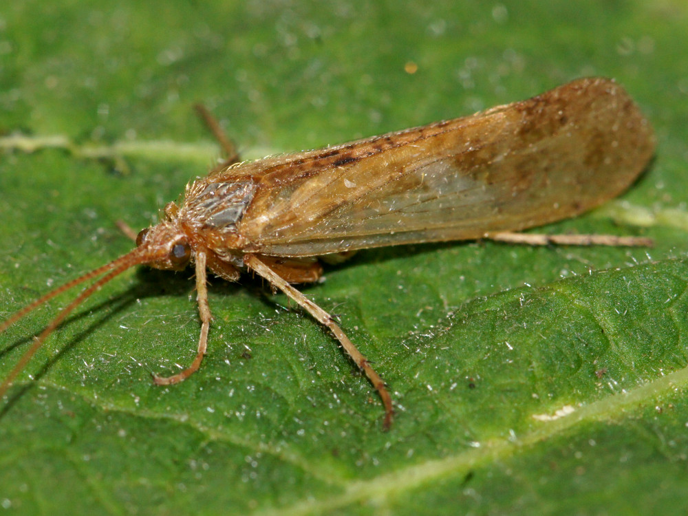 Bild Nr.0990 zum Vergrößern klicken Bild Nr.0990