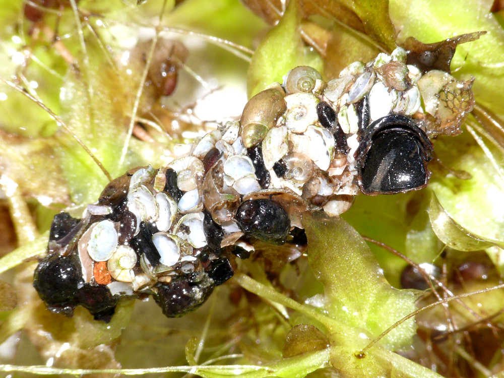 Bild Nr.0990 zum Vergrößern klicken Bild Nr.0990