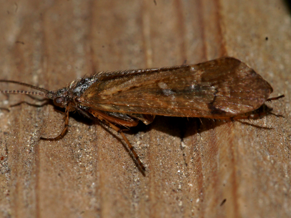 Bild Nr.1030 zum Vergrößern klicken Bild Nr.1030