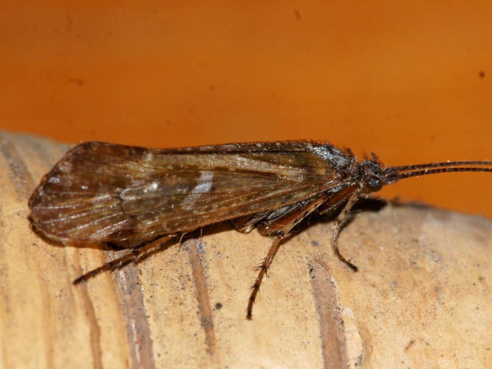 Bild Nr.1030 zum Vergrößern klicken Bild Nr.1030