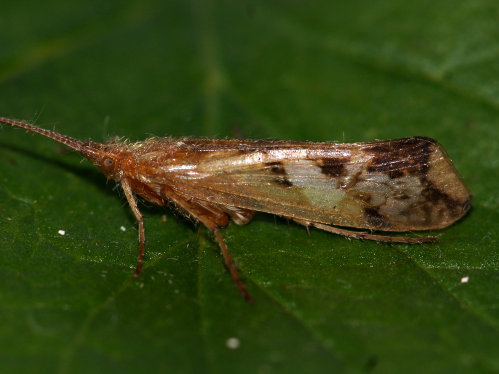 Bild Nr.1070 zum Vergrößern klicken Bild Nr.1070