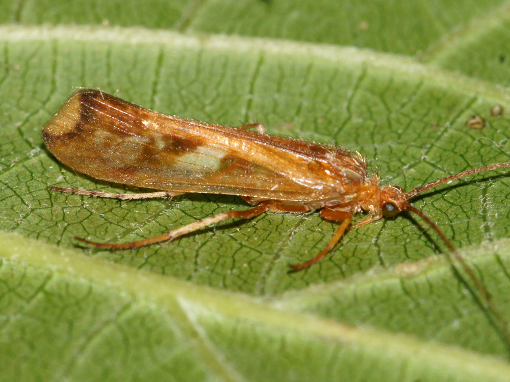 Bild Nr.1070 zum Vergrößern klicken Bild Nr.1070