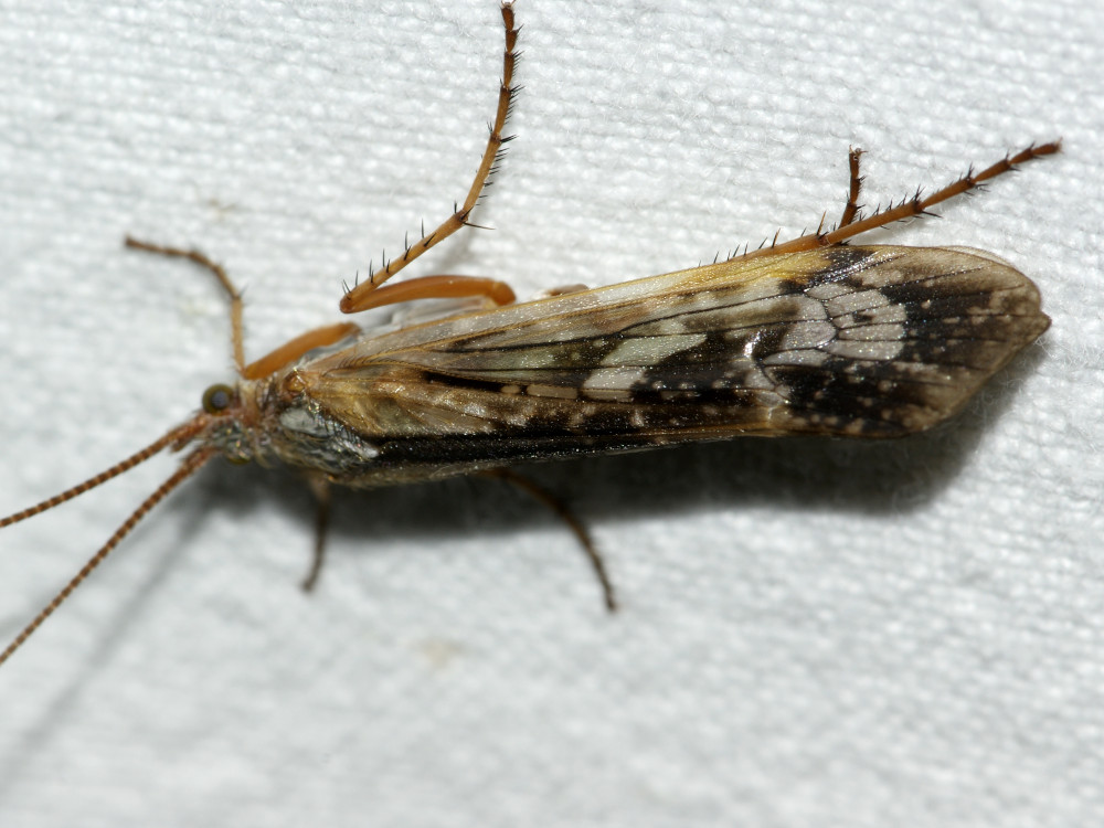 Bild Nr.1090 zum Vergrößern klicken Bild Nr.1090