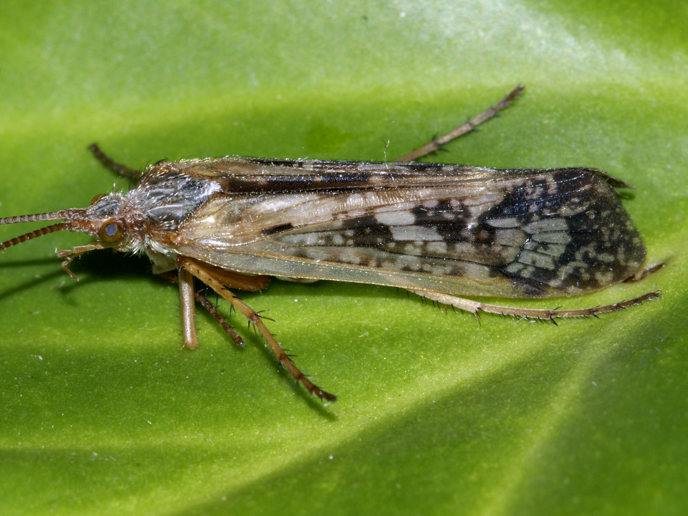 Bild Nr.1090 zum Vergrößern klicken Bild Nr.1090