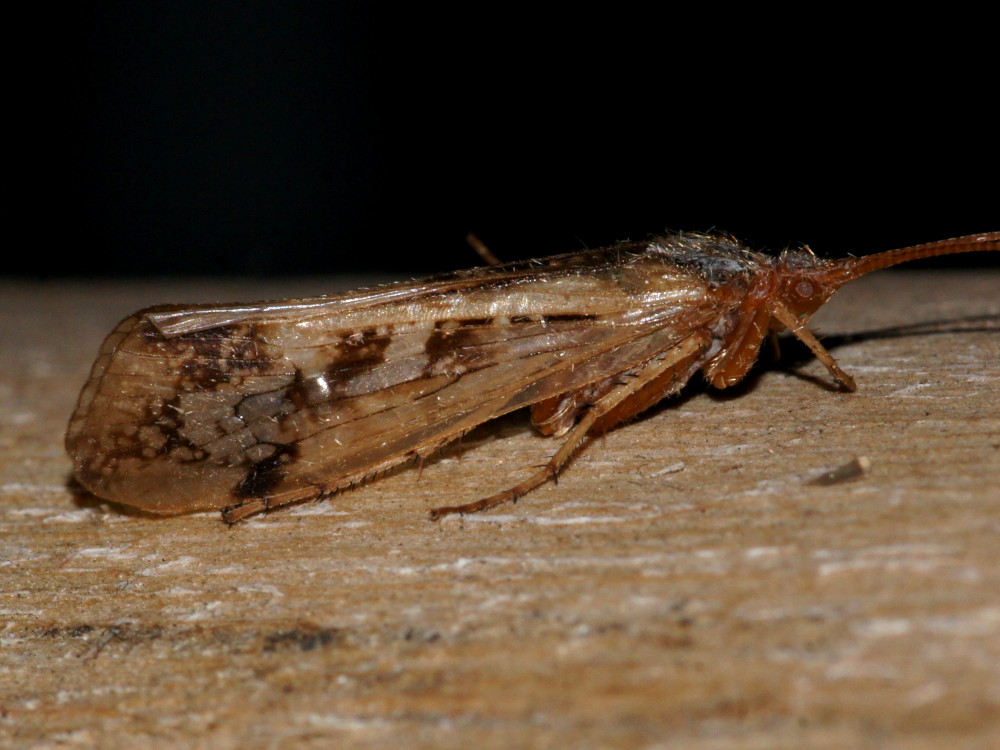 Bild Nr.1090 zum Vergrößern klicken Bild Nr.1090