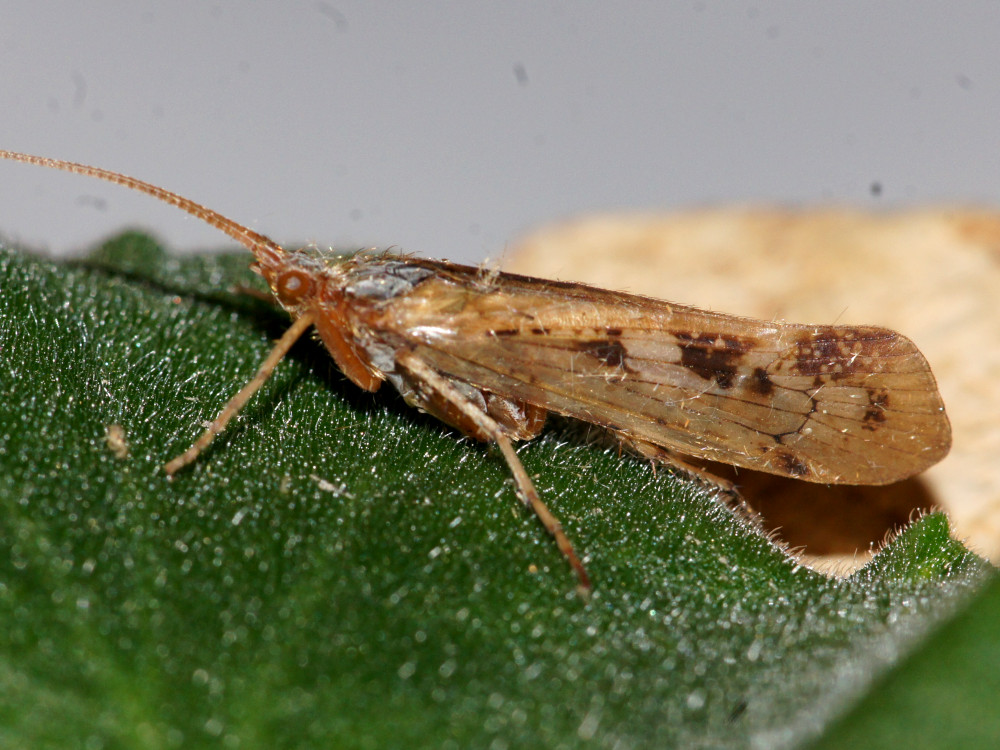 Bild Nr.1090 zum Vergrößern klicken Bild Nr.1090