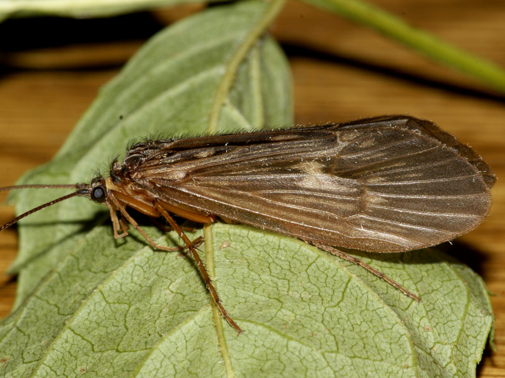 Bild Nr.1240 zum Vergrößern klicken Bild Nr.1240