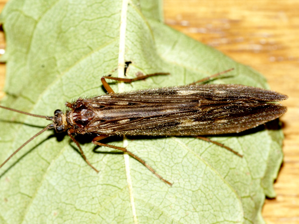 Bild Nr.1240 zum Vergrößern klicken Bild Nr.1240