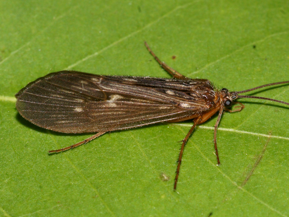 Bild Nr.1240 zum Vergrößern klicken Bild Nr.1240