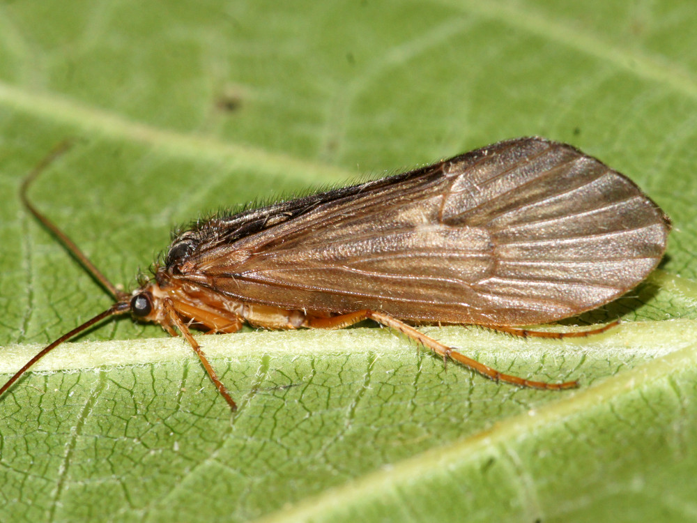 Bild Nr.1240 zum Vergrößern klicken Bild Nr.1240