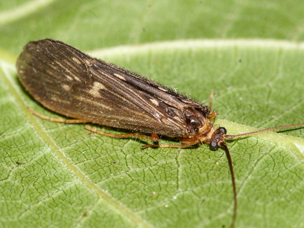 Bild Nr.1240 zum Vergrößern klicken Bild Nr.1240