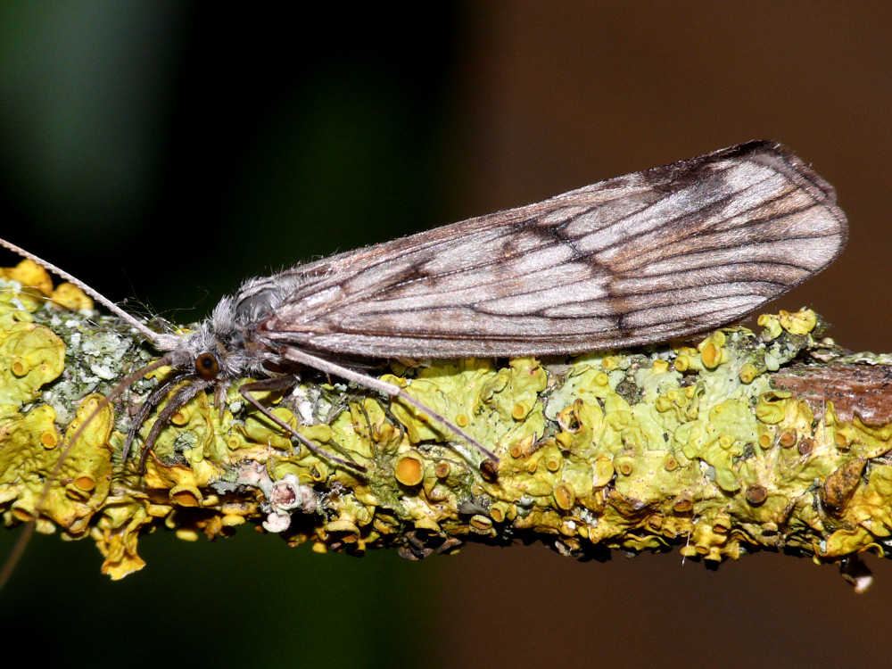 Bild Nr.1320 zum Vergrößern klicken Bild Nr.1320