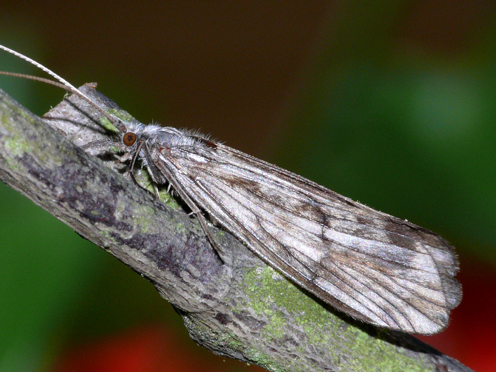 Bild Nr.1320 zum Vergrößern klicken Bild Nr.1320