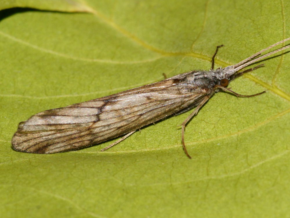 Bild Nr.1320 zum Vergrößern klicken Bild Nr.1320