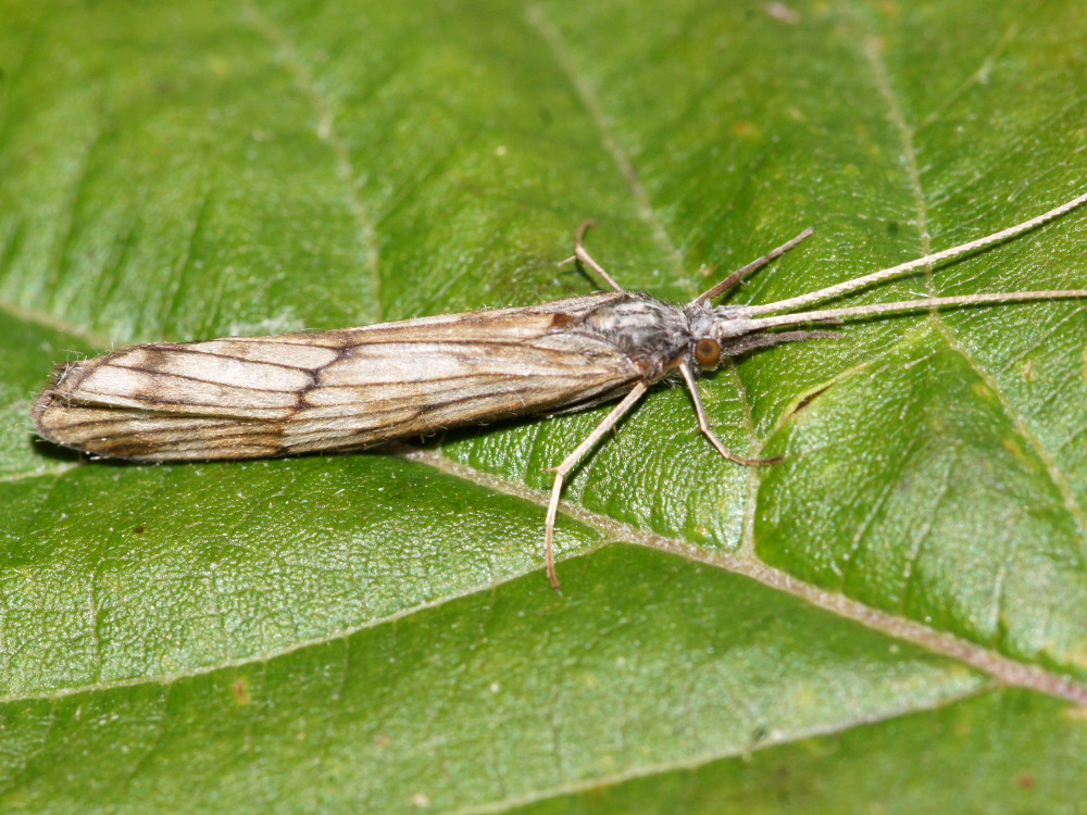 Bild Nr.1320 zum Vergrößern klicken Bild Nr.1320