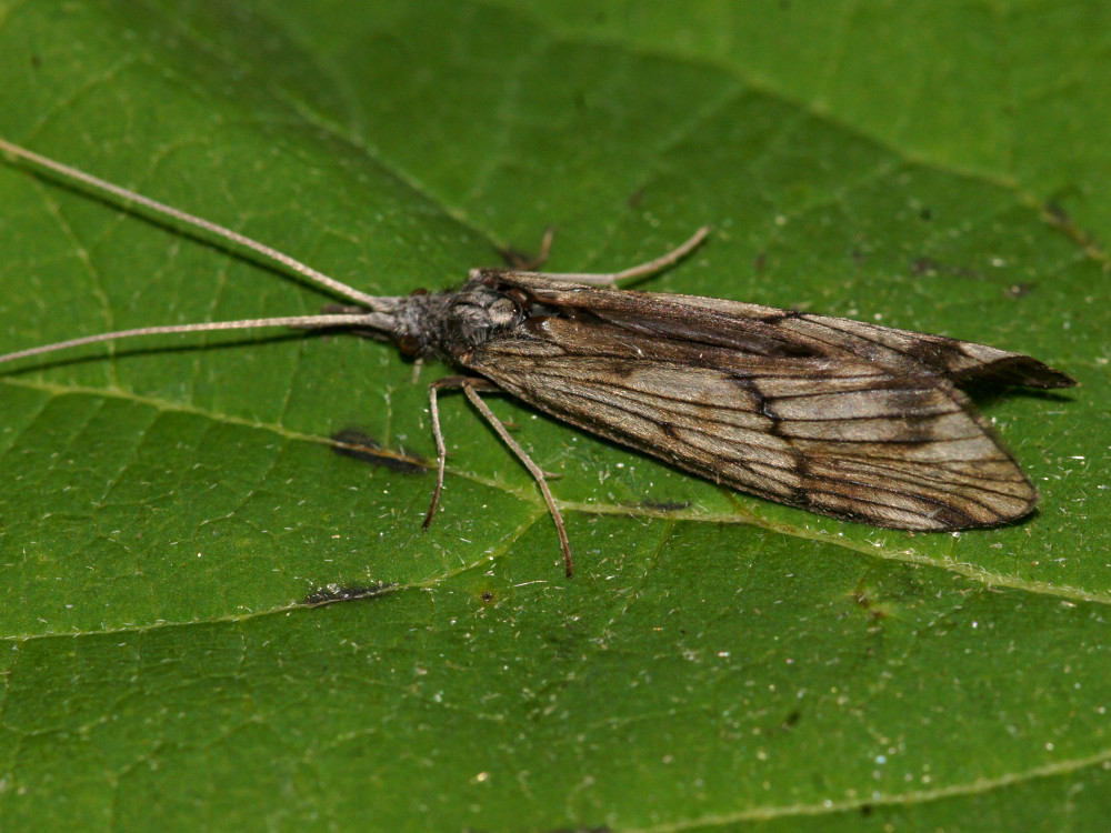 Bild Nr.1320 zum Vergrößern klicken Bild Nr.1320