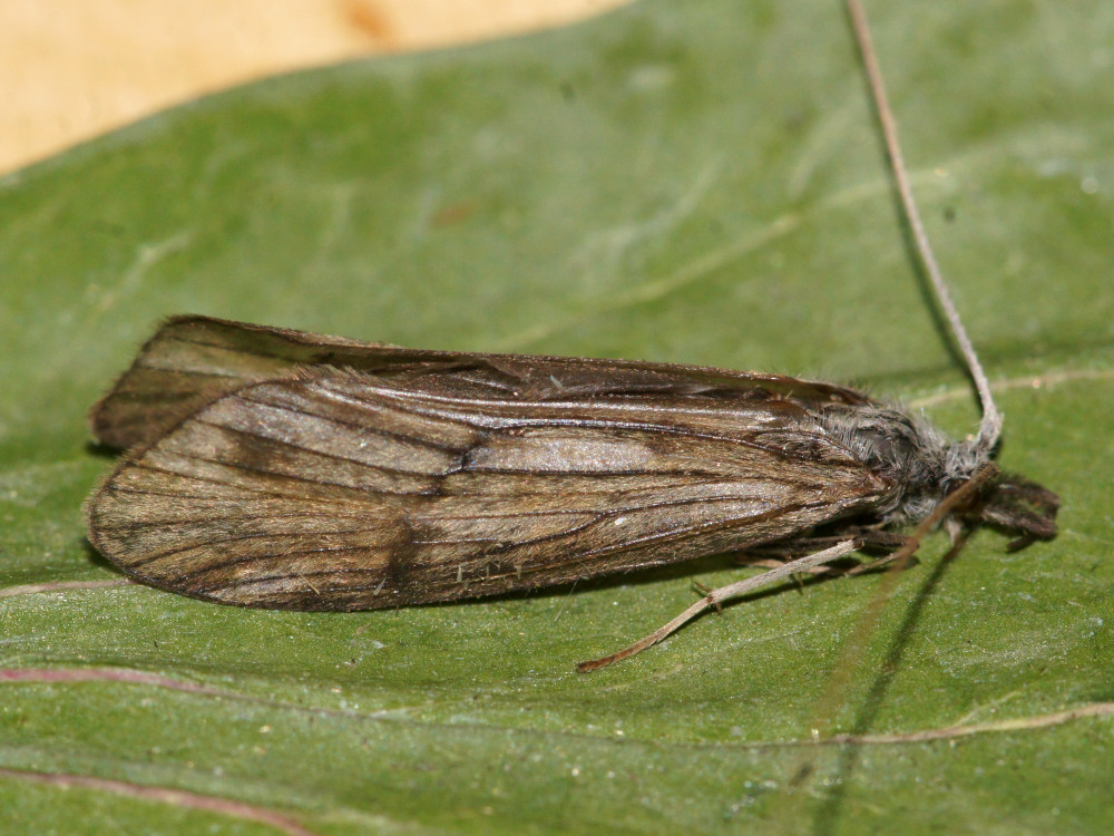 Bild Nr.1320 zum Vergrößern klicken Bild Nr.1320