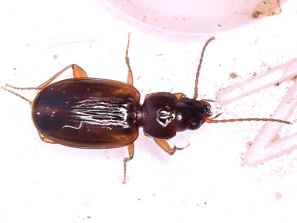 Bild Nr.06790 zum Vergrößern klicken Bild Nr.06790