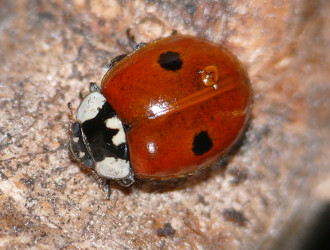 Bild Nr.12830 zum Vergrößern klicken Bild Nr.12830