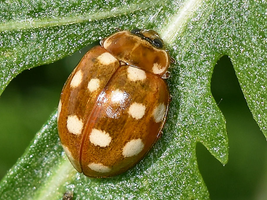 Bild Nr.12900 zum Vergrößern klicken Bild Nr.12900