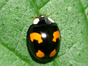 Asiatischer Marienkäfer Harmonia axyridis (PALLAS, 1773)