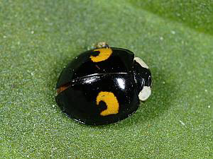 Harmonia axyrides  (PALLAS, 1773)